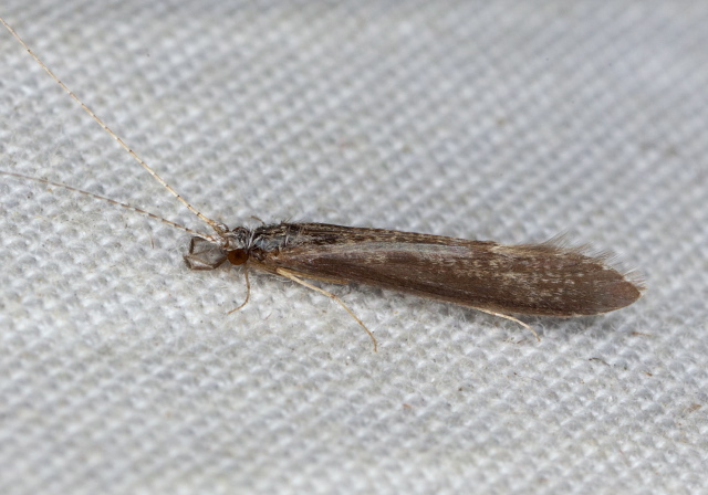 Leptocerus americanus? Leptoceridae