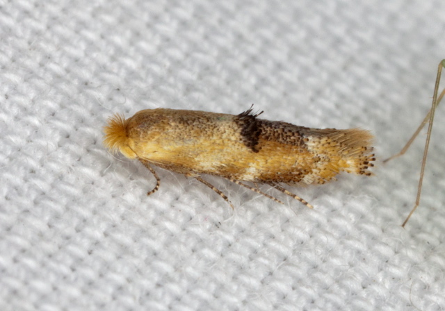 Bucculatrix coronatella? Bucculatricidae