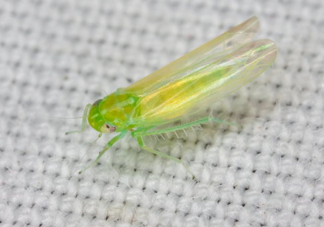 Empoasca sp. Cicadellidae