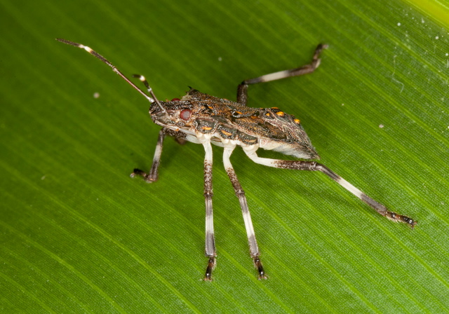 Halyomorpha halys Pentatomidae