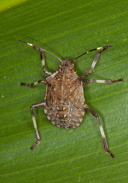 Halyomorpha halys Pentatomidae