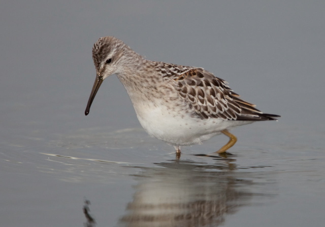 Calidris himantopus Scolopacidae