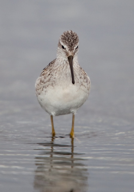 Calidris himantopus Scolopacidae