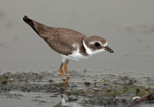 Charadrius semipalmatus Charadriidae