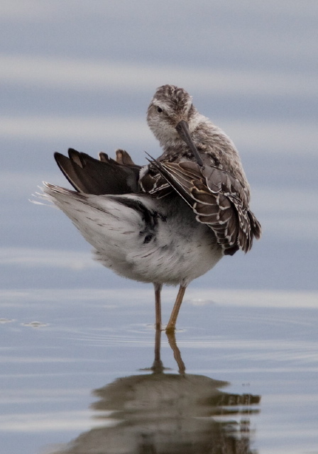 Calidris himantopus Scolopacidae