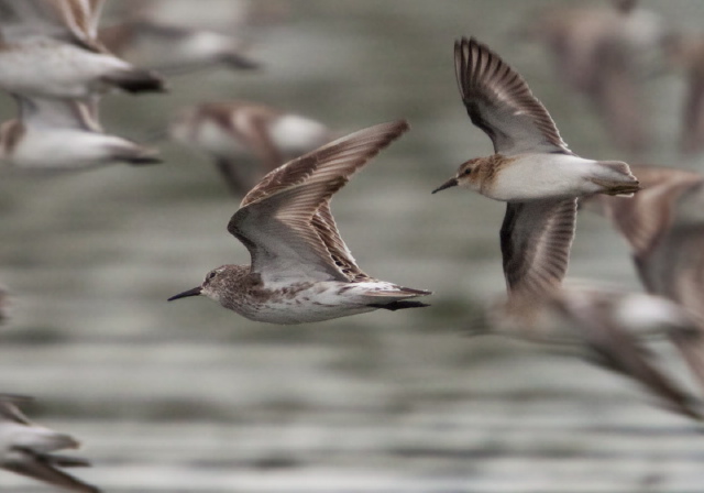 Calidris spp. Scolopacidae