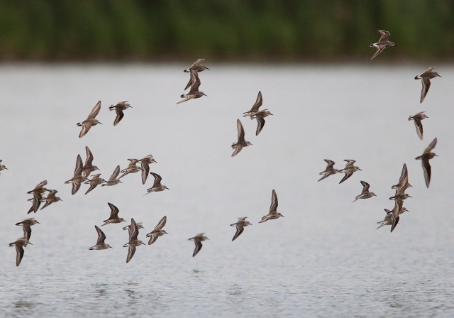 Calidris spp. Scolopacidae