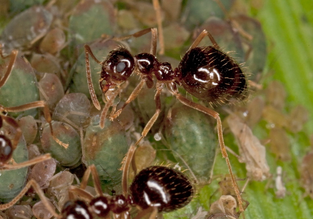 Prenolepis imparis Formicidae