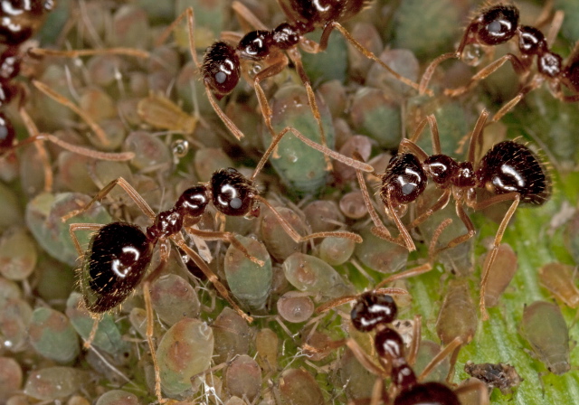 Prenolepis imparis Formicidae