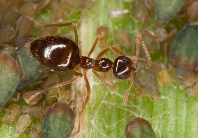 Prenolepis imparis Formicidae