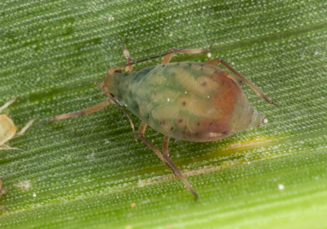 Rhopalosiphum padi Aphididae