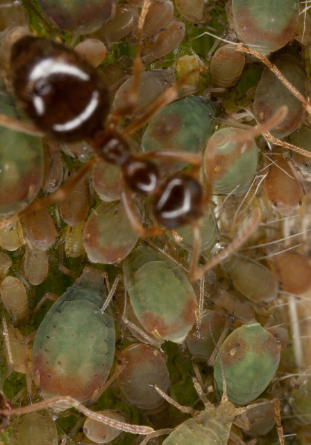 Rhopalosiphum padi Aphididae