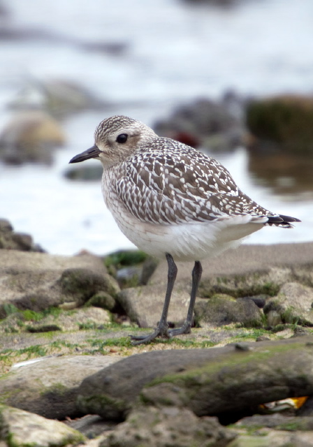 Pluvialis squatarola Charadriidae