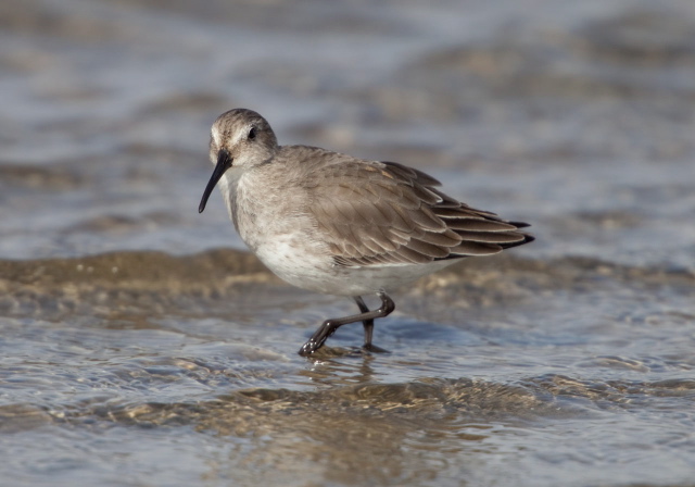 Calidris alpina Scolopacidae