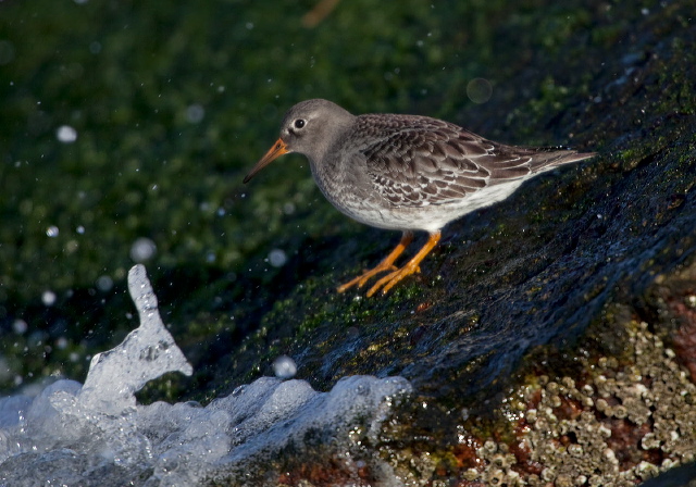 Calidris maritima Scolopacidae