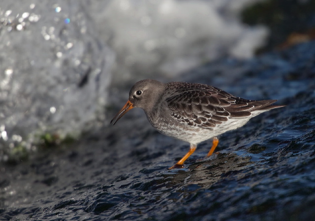 Calidris maritima Scolopacidae