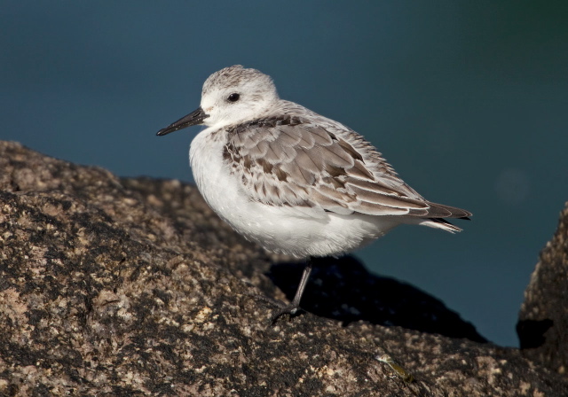 Calidris alba Scolopacidae