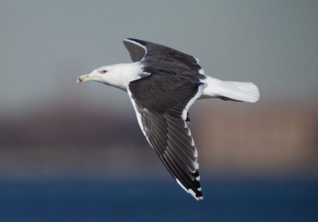 Larus marinus Laridae