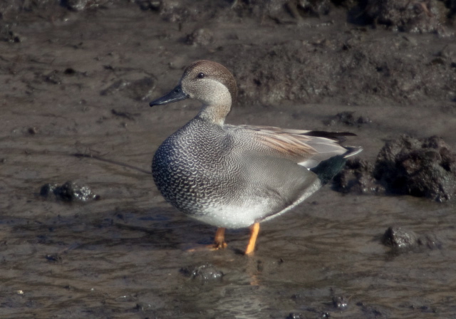 Anas strepera Anatidae