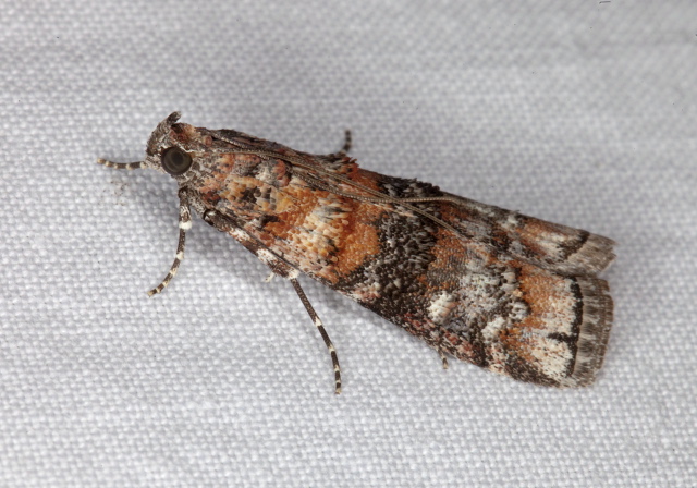 Dioryctria zimmermani? Pyralidae
