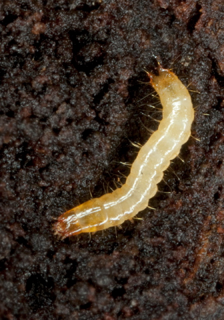   Elateridae