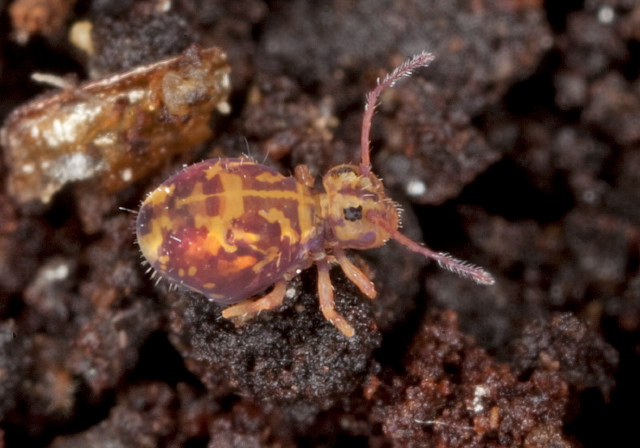 Dicyrtomina minuta Dicyrtomidae