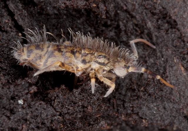 Orchesella villosa Entomobryidae