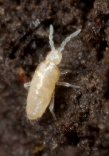 Pseudosinella rolfsi Entomobryidae