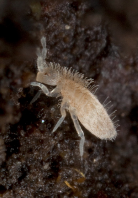 Sinella curviseta Entomobryidae