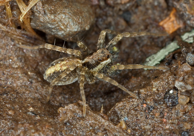   Lycosidae