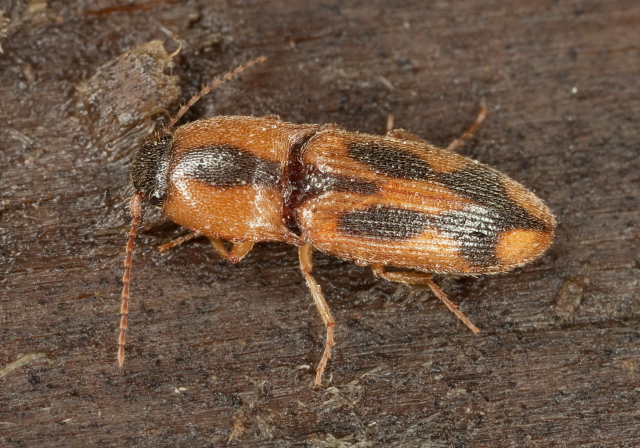 Aeolus mellillus Elateridae