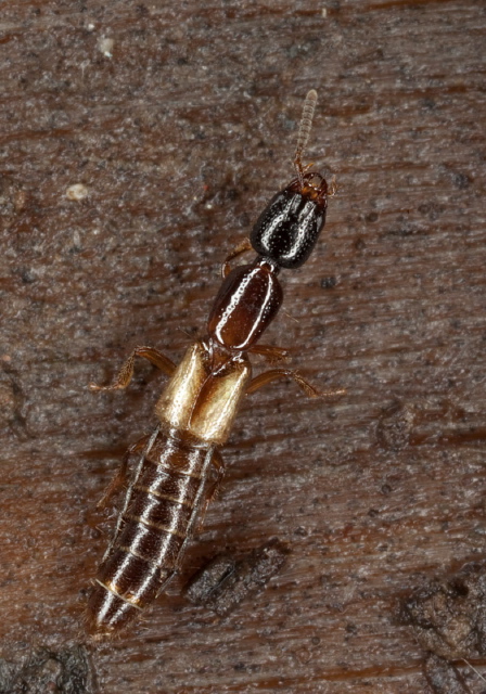   Staphylinidae