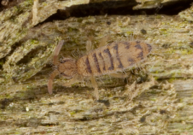 Entomobrya multifasciata Entomobryidae