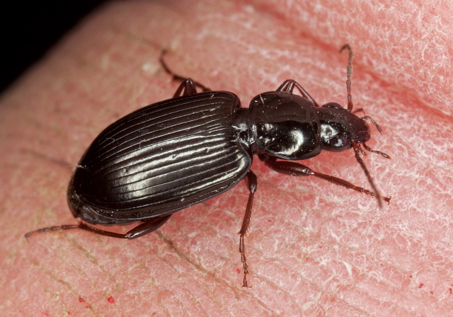 Agonum (Olisares) punctiforme Carabidae