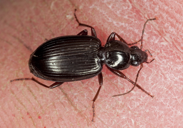 Agonum (Olisares) punctiforme Carabidae