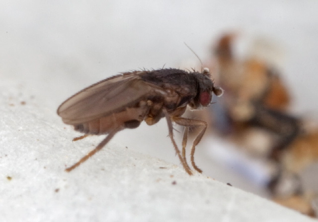 Thoracochaeta brachystoma? Sphaeroceridae