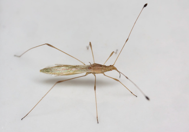 Jalysus spinosus or wickhami Berytidae