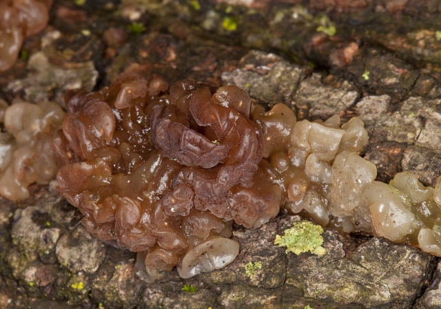 Tremella foliacea? Tremellaceae