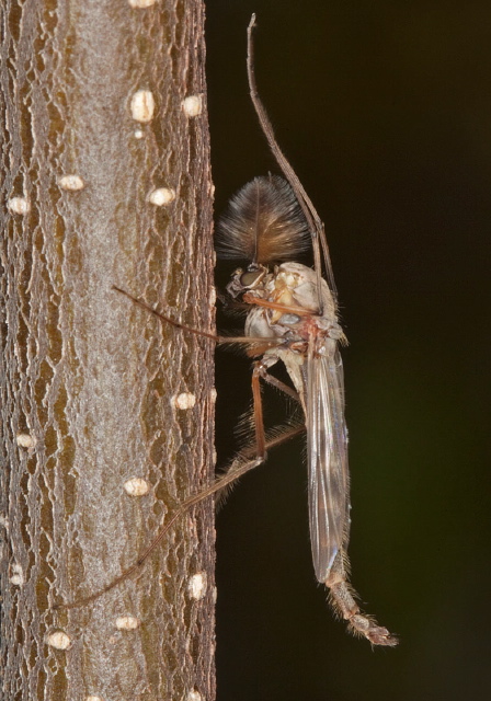 Chironomus (Chironomus) sp. Chironomidae