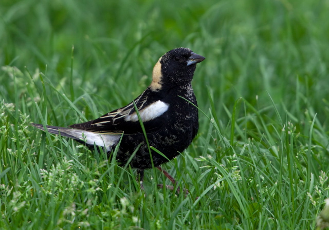 Dolichonyx oryzivorus Icteridae