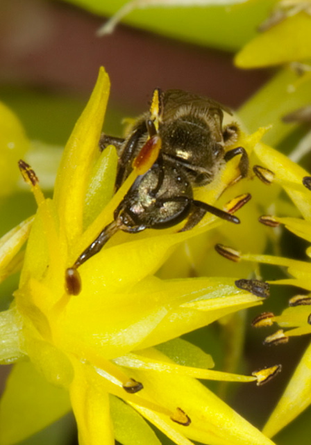 Lasioglossum (Dialictus) sp. Halictidae