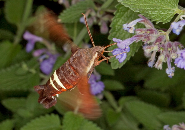 Amphion floridensis Sphingidae