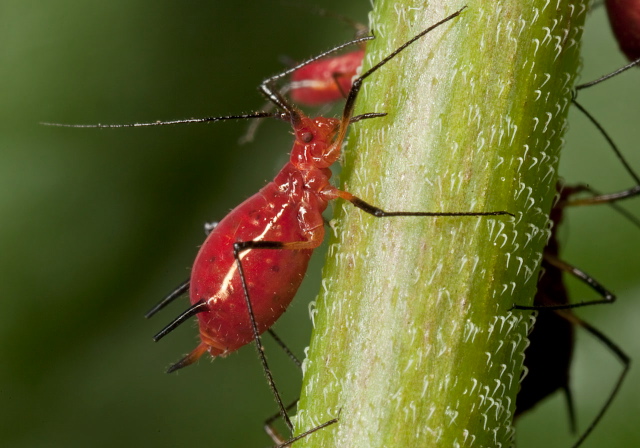 Uroleucon sp.? Aphididae