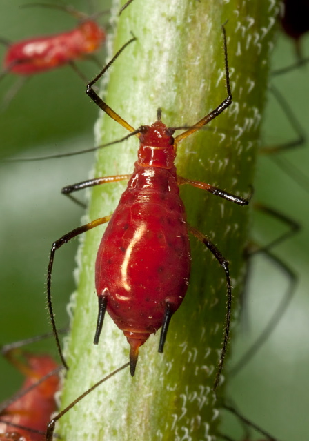 Uroleucon sp.? Aphididae