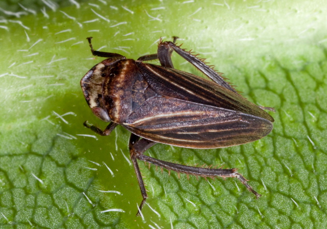 Aphrodes sp. Cicadellidae