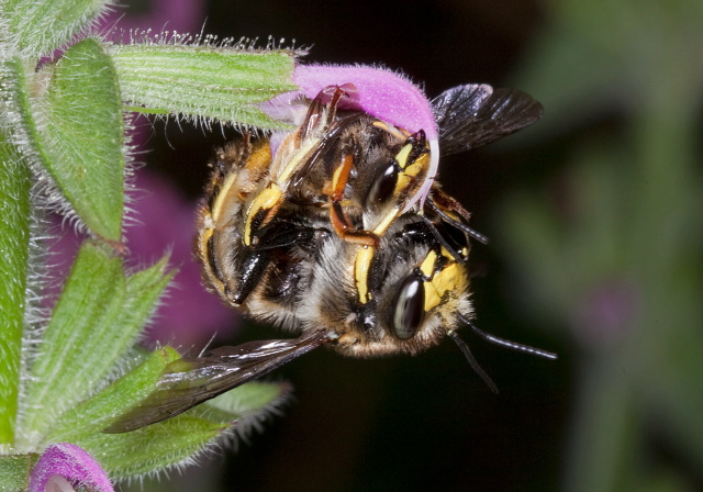 Anthidium manicatum Megachilidae