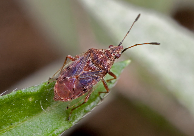 Kleidocerys resedae Lygaeidae