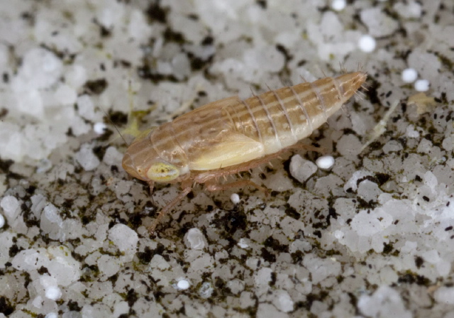   Cicadellidae