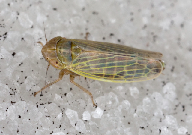 Psammotettix lividellus Cicadellidae