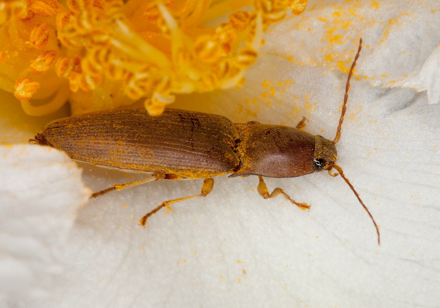 Conoderus lividus Elateridae